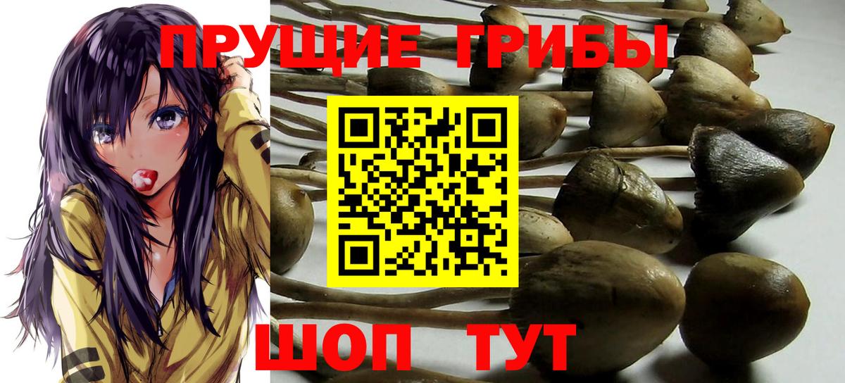 Псилоцибиновые грибы GOLDEN TEACHER  где можно купить   Галлюциногенные грибы Magic Shrooms  Дедовск  Вход с VPN 